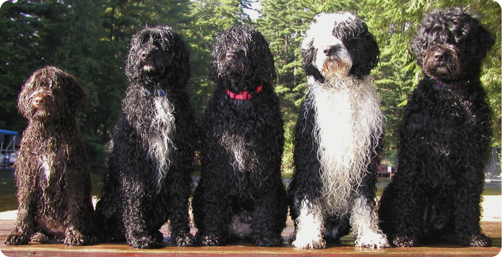 Cosmic Portuguese Water Dogs